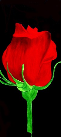 Rosa 